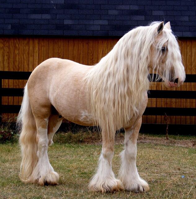 Romeo - Gypsy Vanner Stallion 